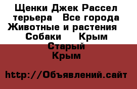 Щенки Джек Рассел терьера - Все города Животные и растения » Собаки   . Крым,Старый Крым